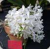 Phal. equestris var. alba